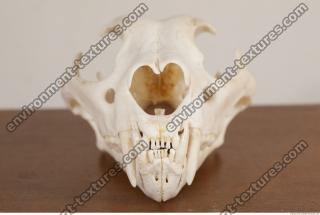 photo reference of skull 0049
